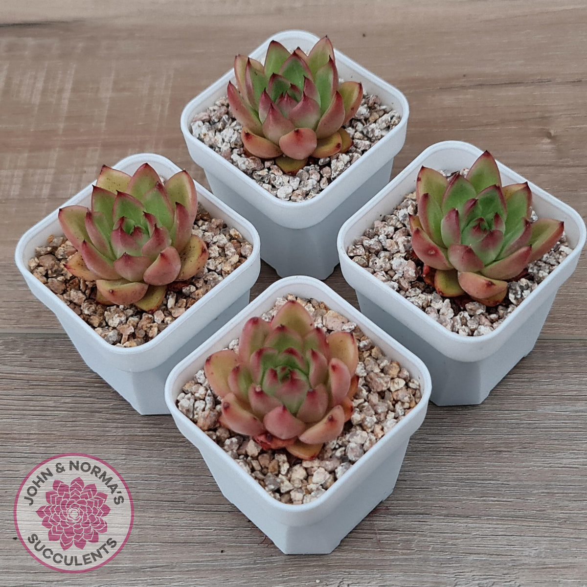 Echeveria agavoides 'Yayoi Jenny'