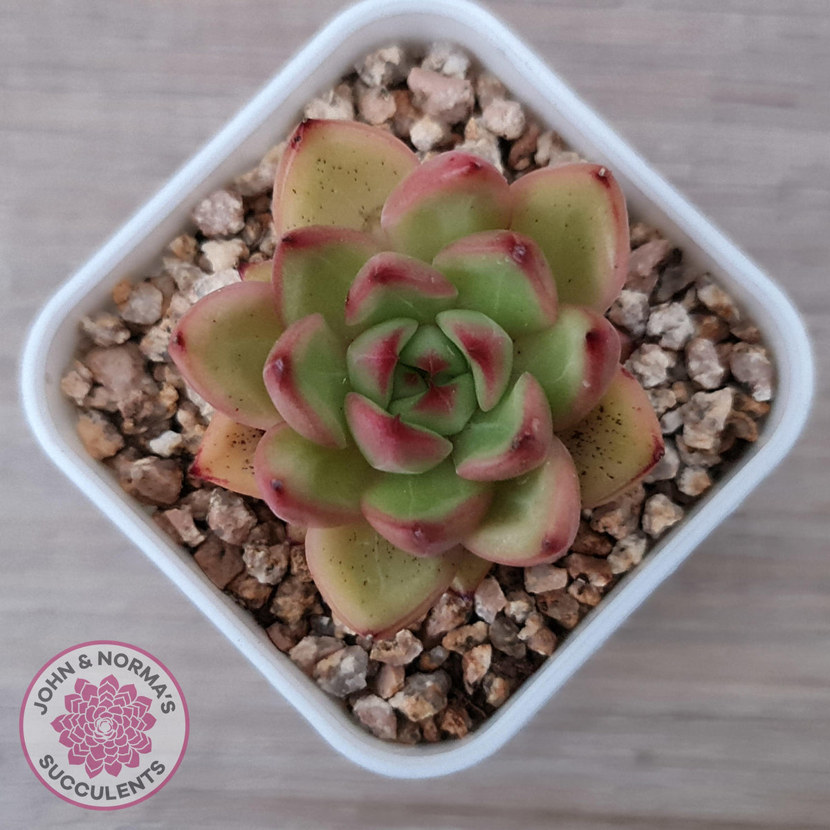 Echeveria agavoides 'Yayoi Jenny'