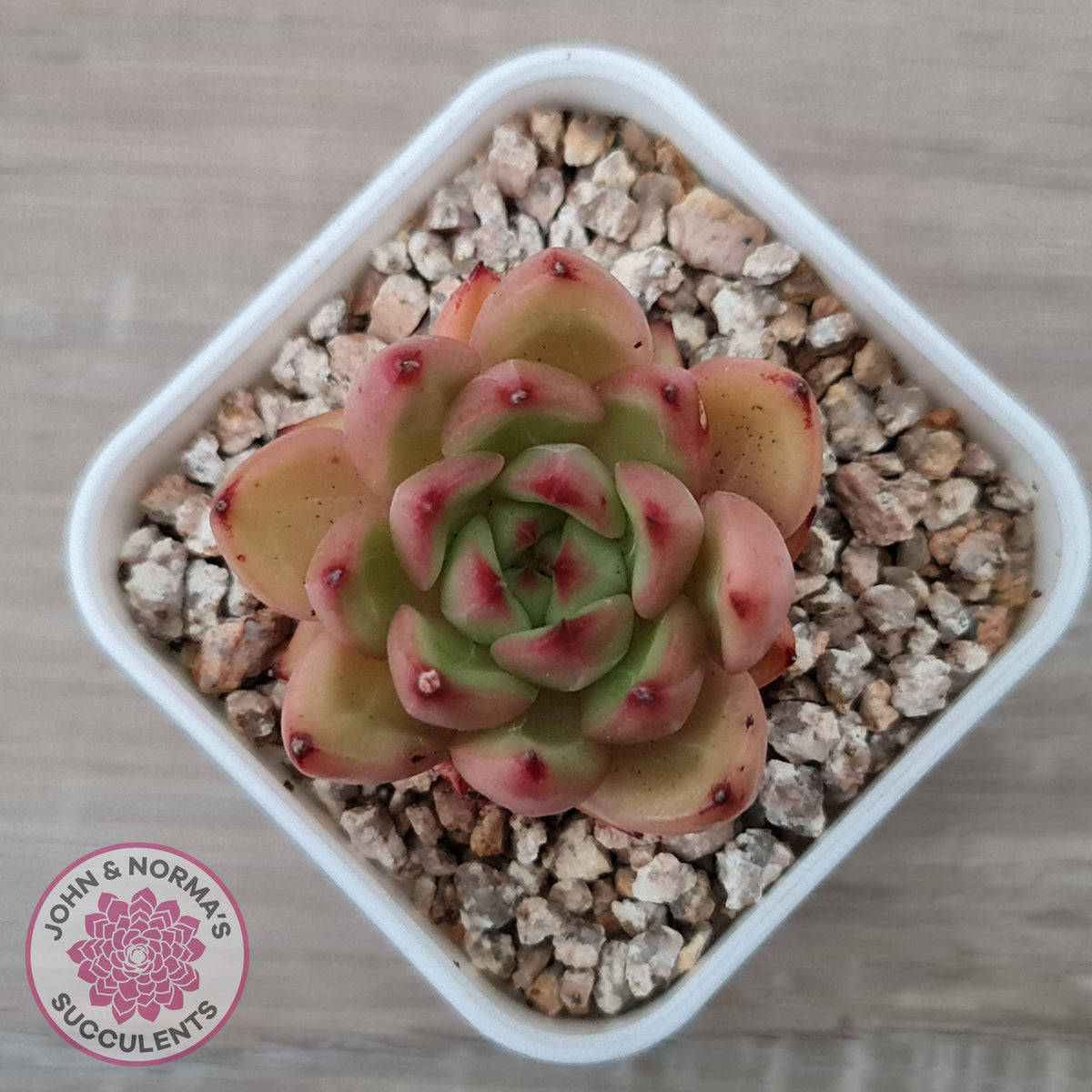 Echeveria agavoides 'Yayoi Jenny'