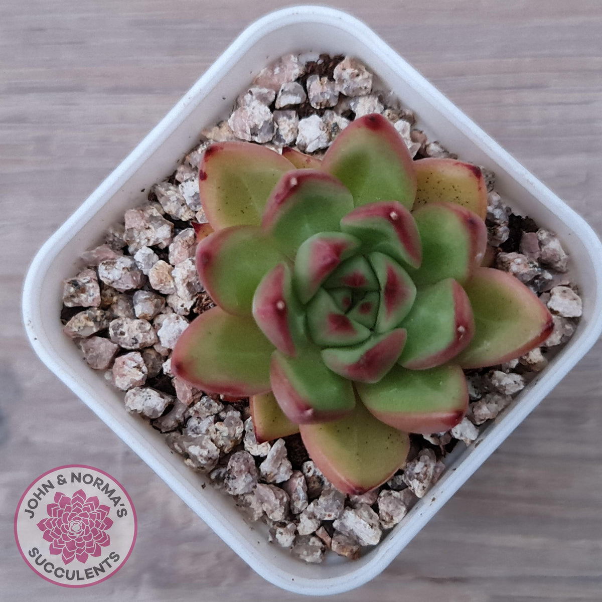 Echeveria agavoides 'Yayoi Jenny'