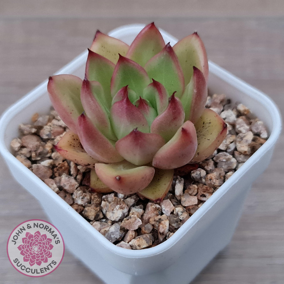Echeveria agavoides 'Yayoi Jenny'