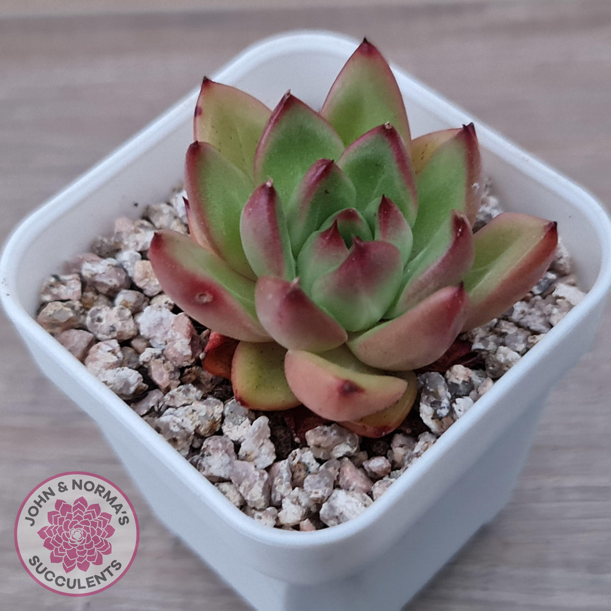 Echeveria agavoides 'Yayoi Jenny'