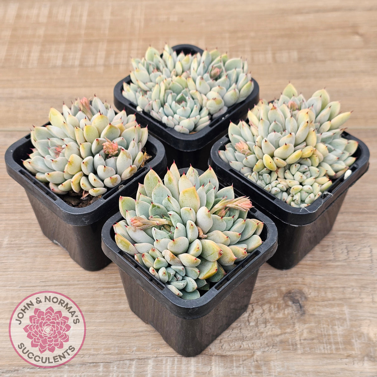 Echeveria Cuspidata var. zaragoza (lg)