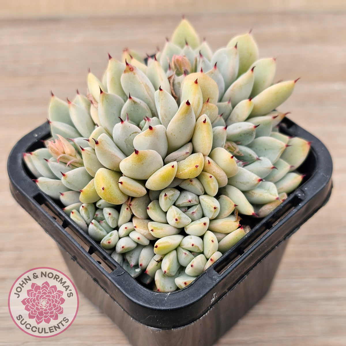 Echeveria Cuspidata var. zaragoza (lg)