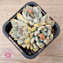 Load image into Gallery viewer, Echeveria Cuspidata var. zaragoza (lg)