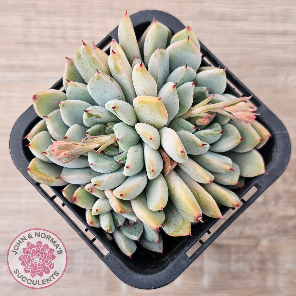 Echeveria Cuspidata var. zaragoza (lg)