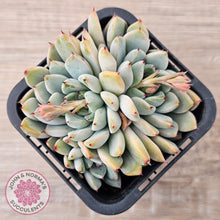 Load image into Gallery viewer, Echeveria Cuspidata var. zaragoza (lg)