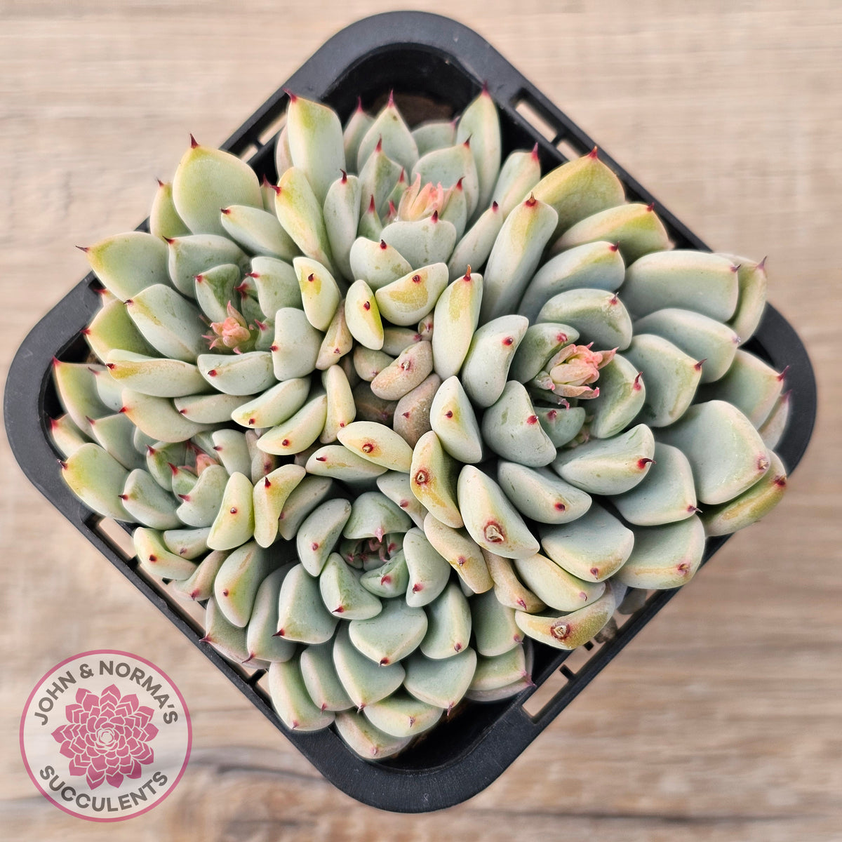 Echeveria Cuspidata var. zaragoza (lg)