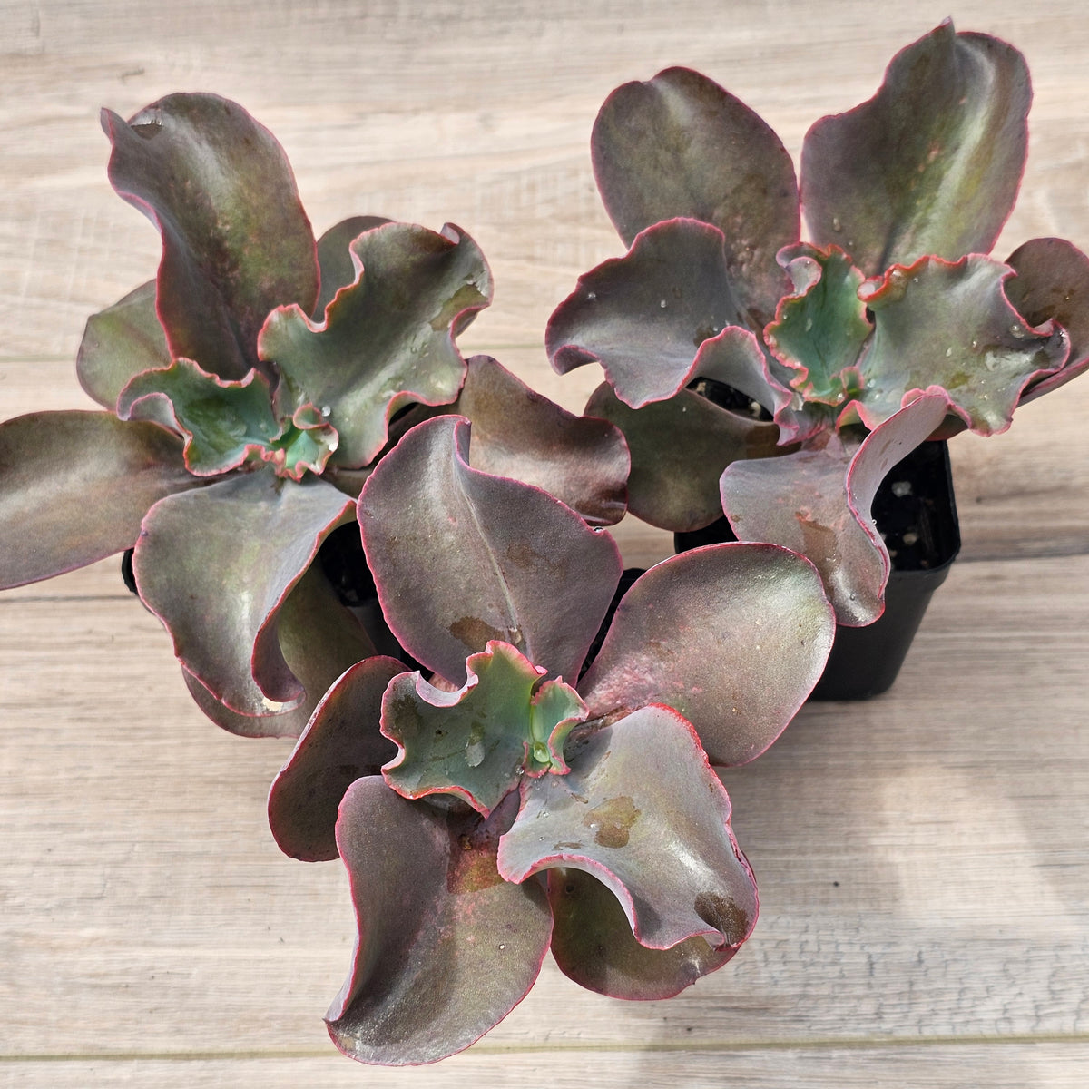 Echeveria Zorro