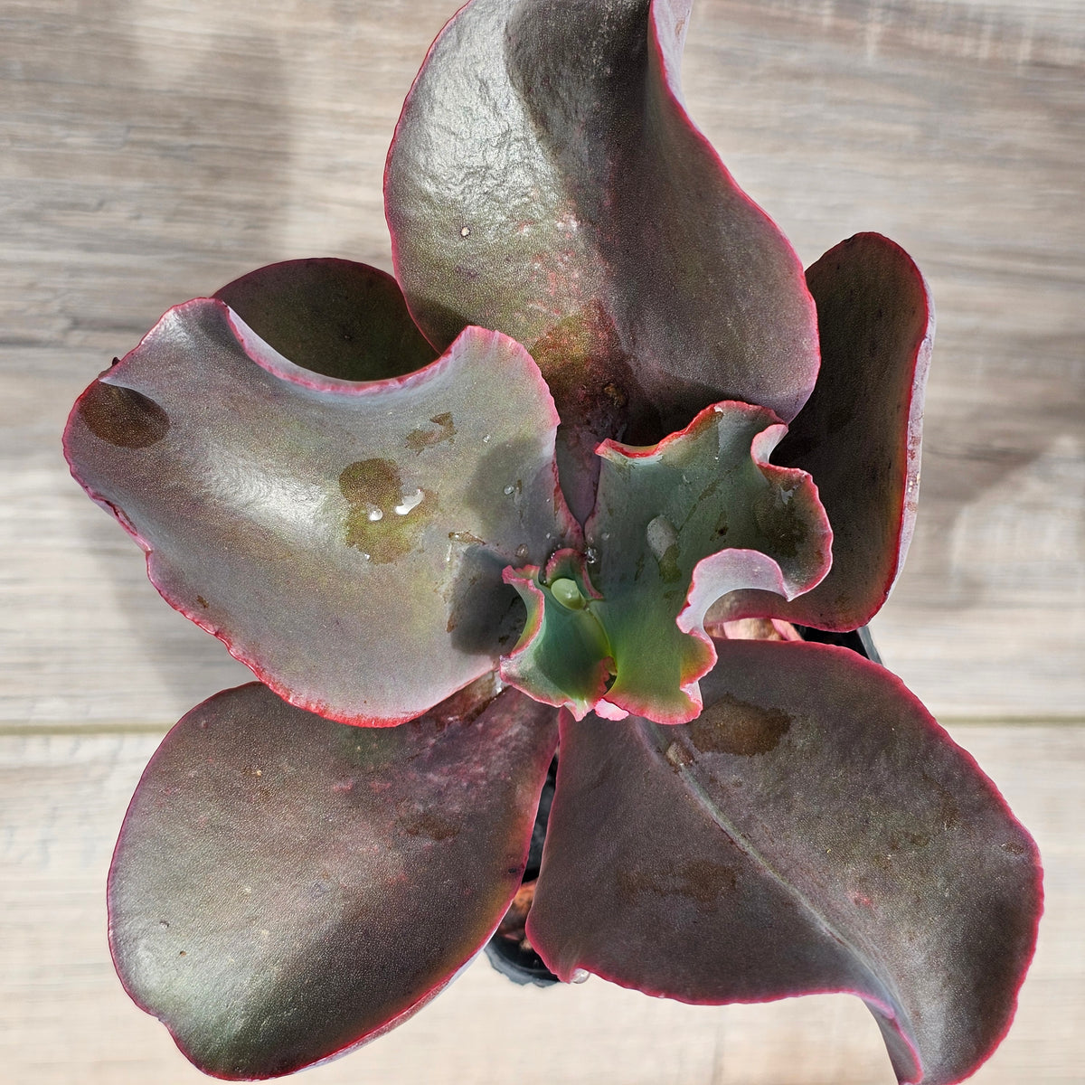 Echeveria Zorro