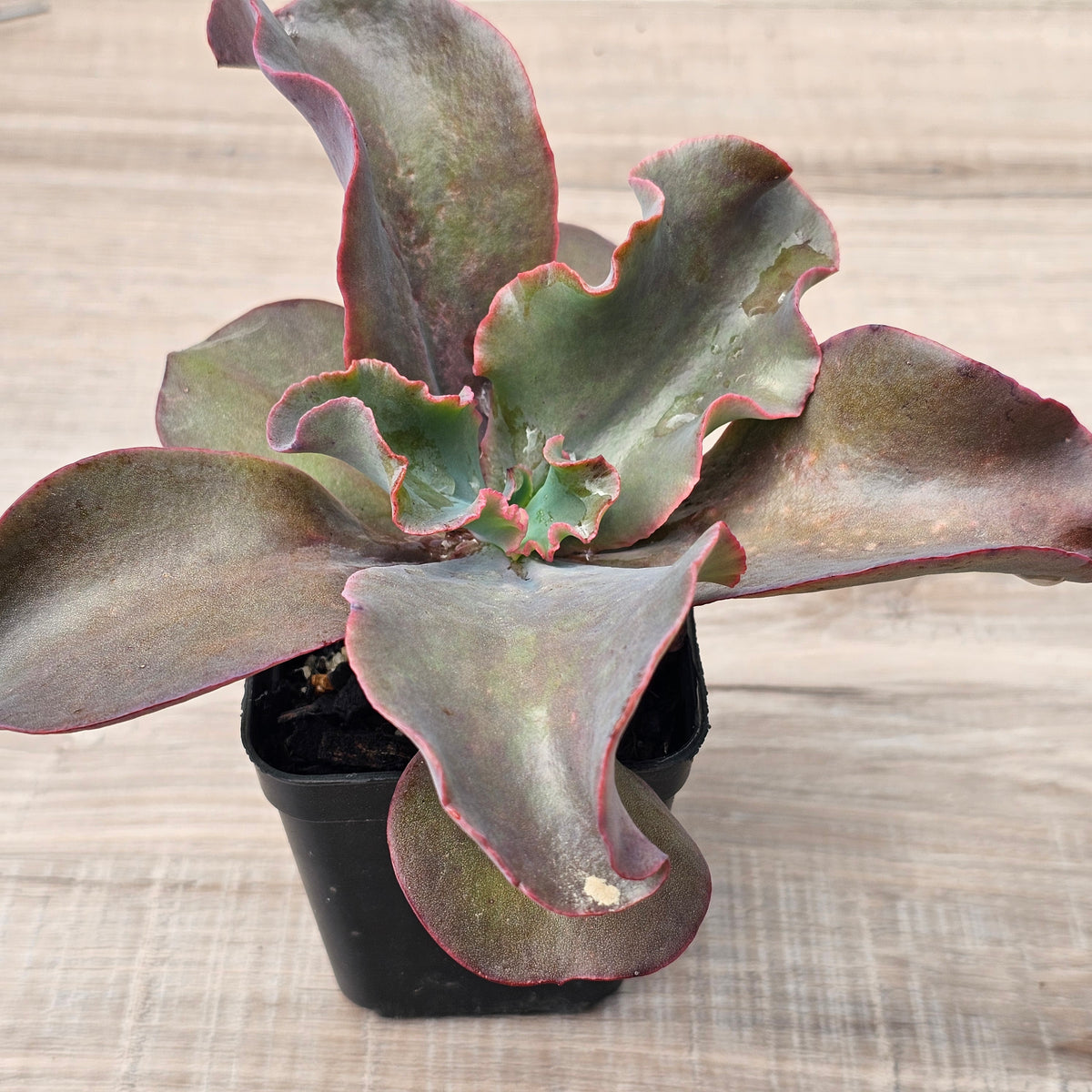 Echeveria Zorro