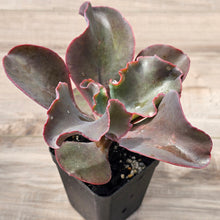 Load image into Gallery viewer, Echeveria Zorro