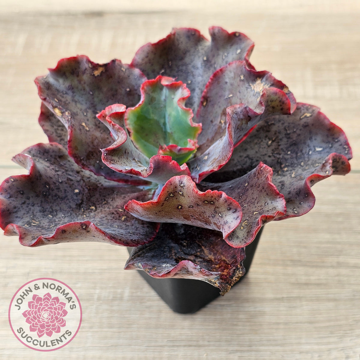 Echeveria Zorro