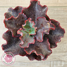 Load image into Gallery viewer, Echeveria Zorro