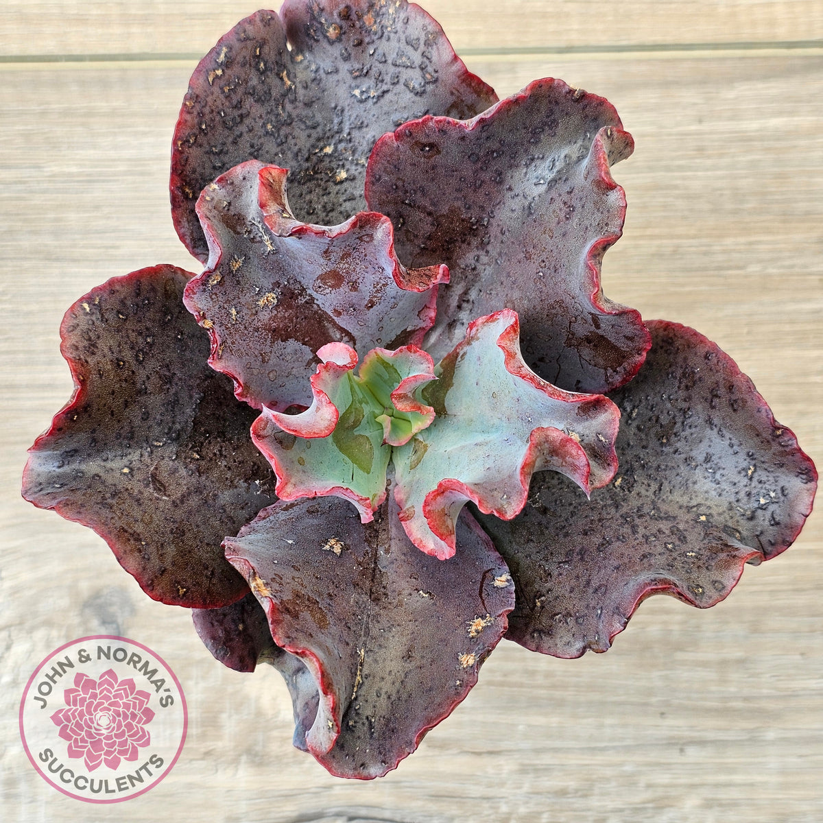Echeveria Zorro
