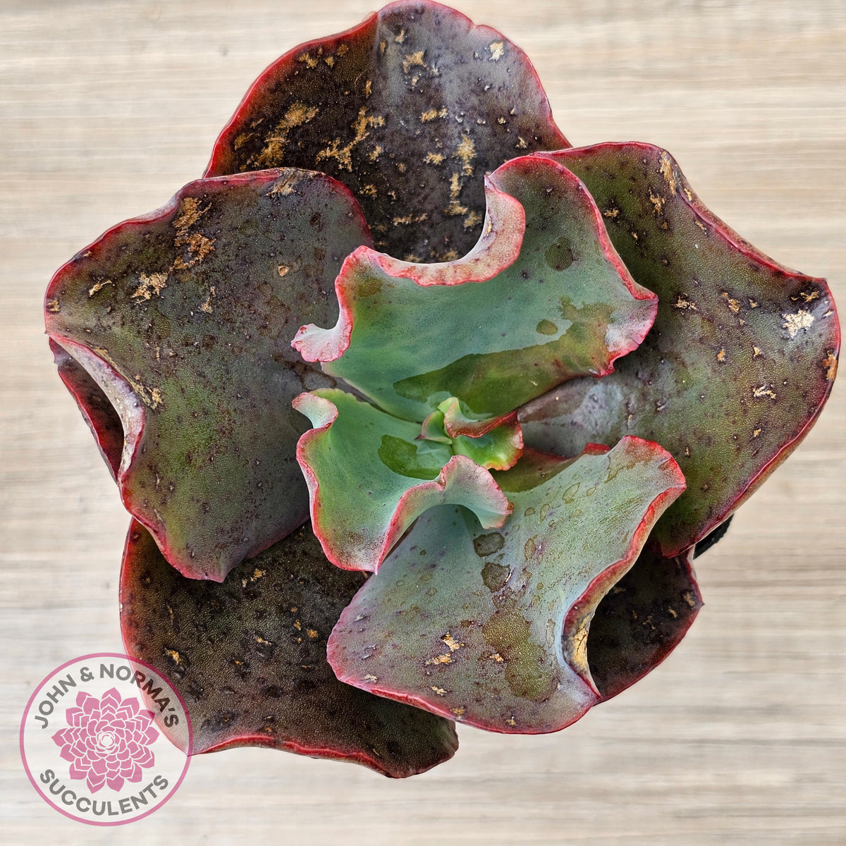 Echeveria Zorro