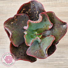 Load image into Gallery viewer, Echeveria Zorro