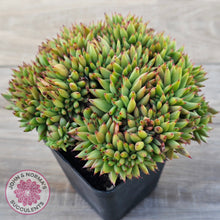 Load image into Gallery viewer, Echeveria agavoides Crest - Lg Clump