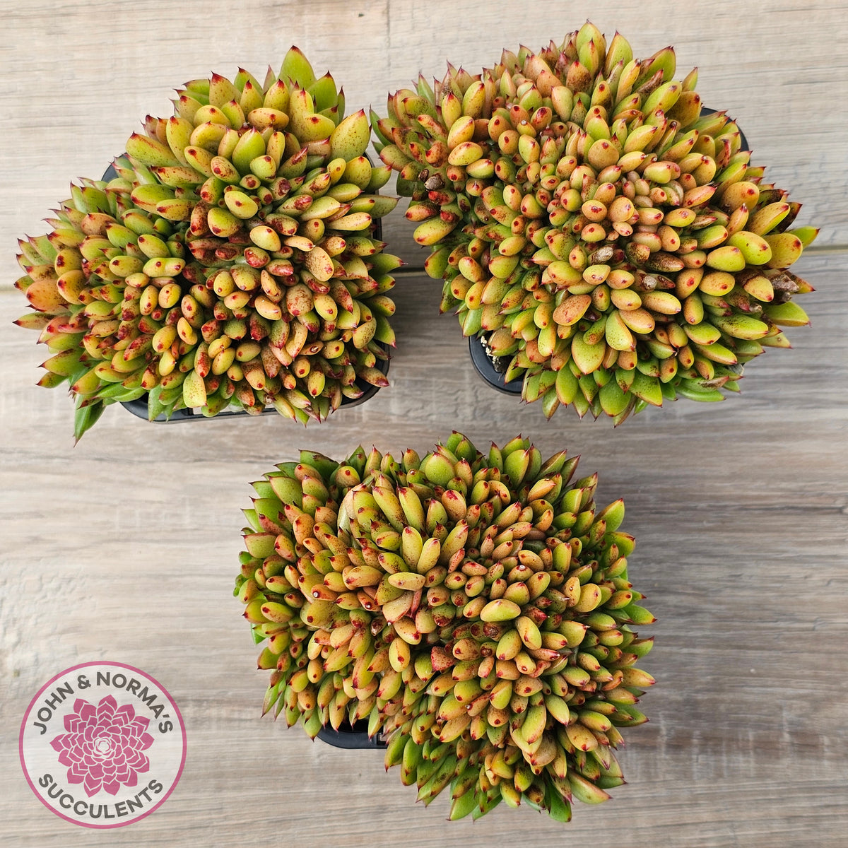 Echeveria agavoides Crest - (Lg)