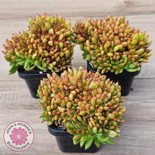 Load image into Gallery viewer, Echeveria agavoides Crest - (Lg)
