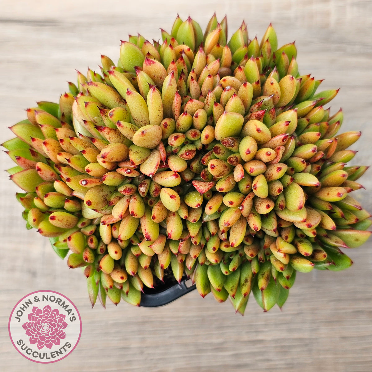 Echeveria agavoides Crest - (Lg)