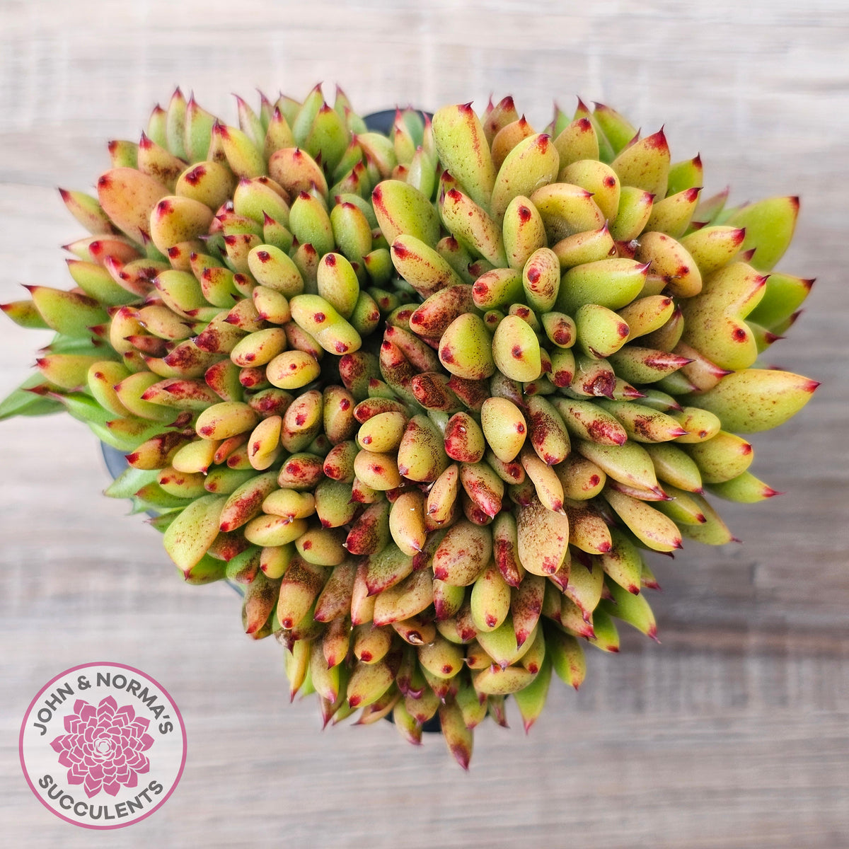 Echeveria agavoides Crest - (Lg)