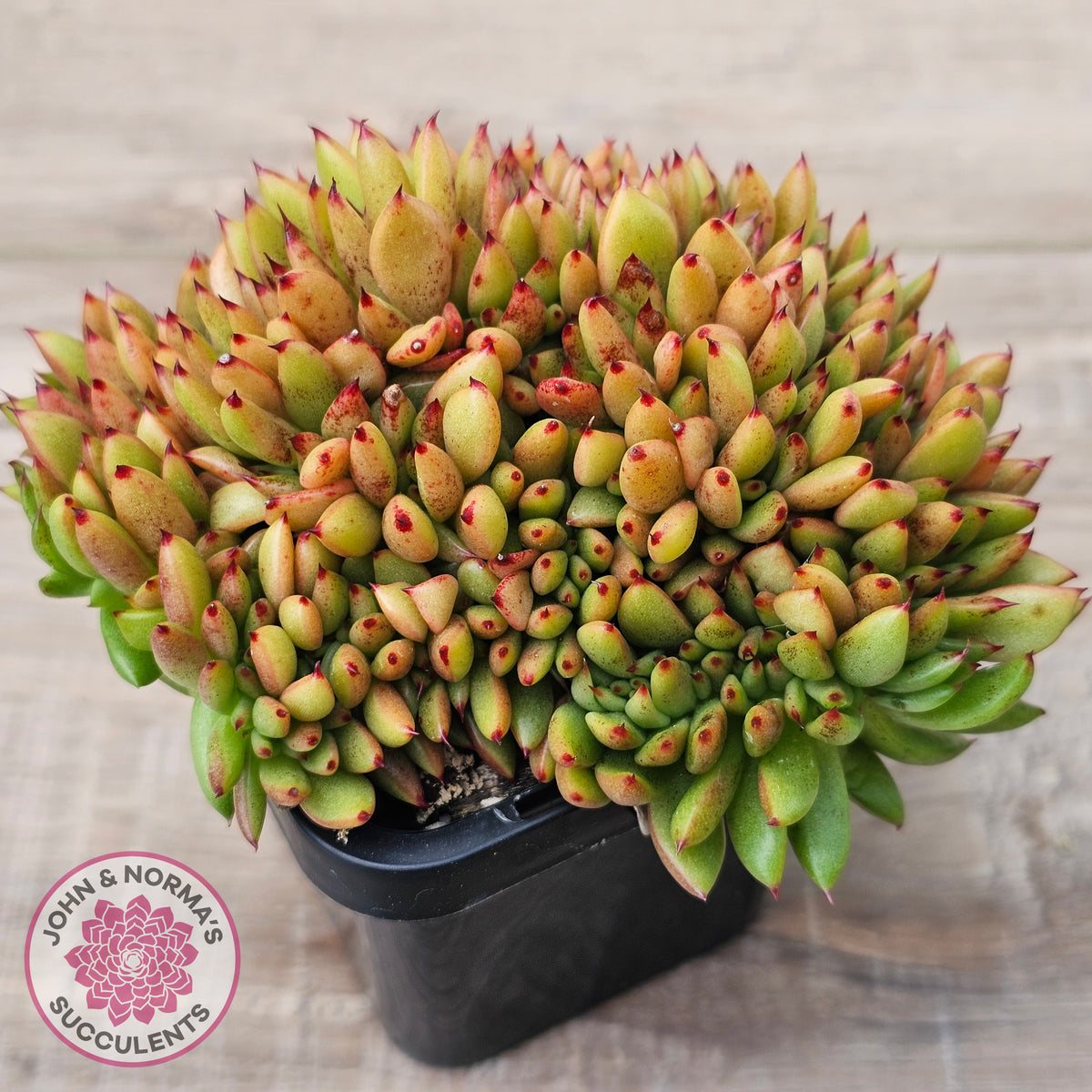 Echeveria agavoides Crest - (Lg)