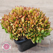 Load image into Gallery viewer, Echeveria agavoides Crest - (Lg)