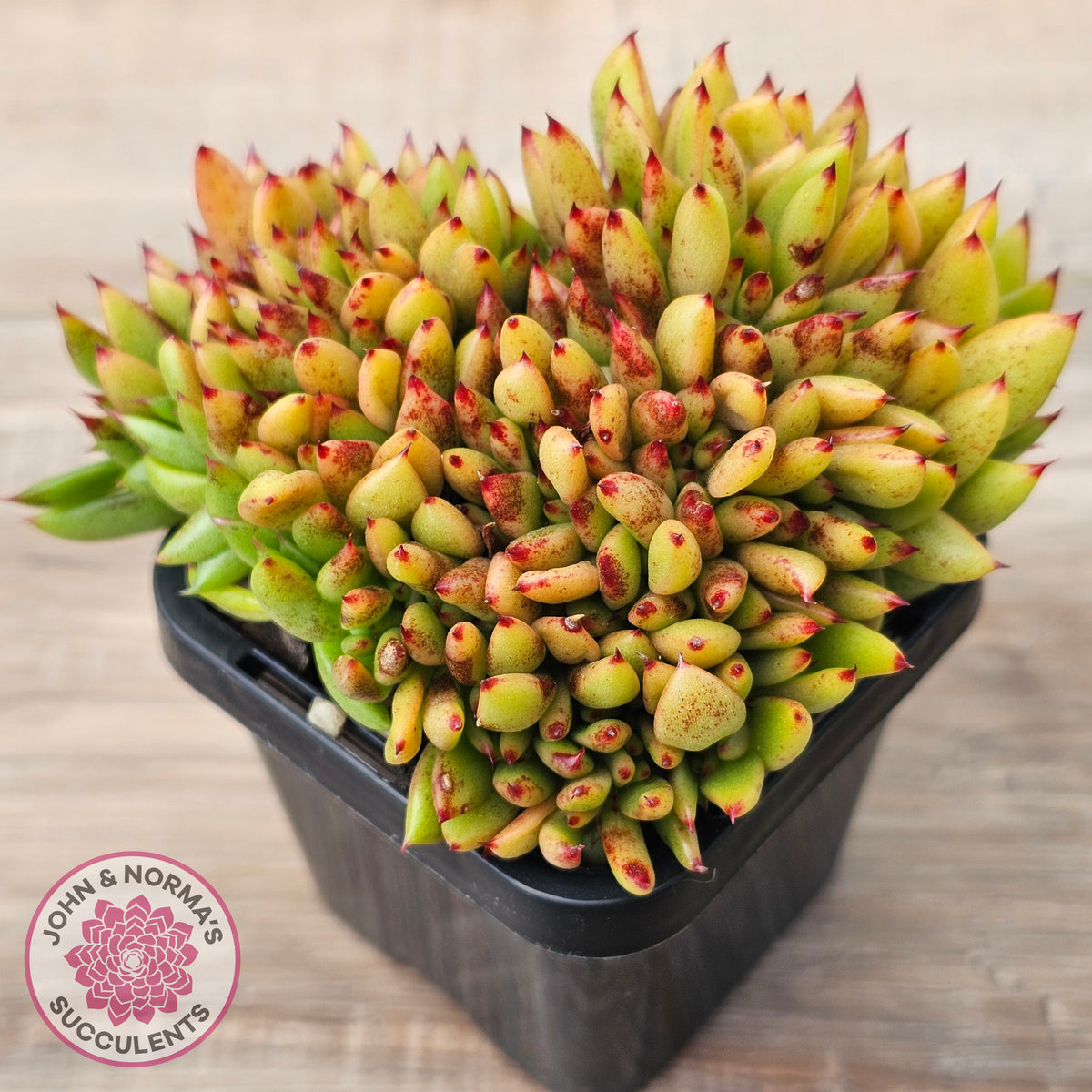 Echeveria agavoides Crest - (Lg)
