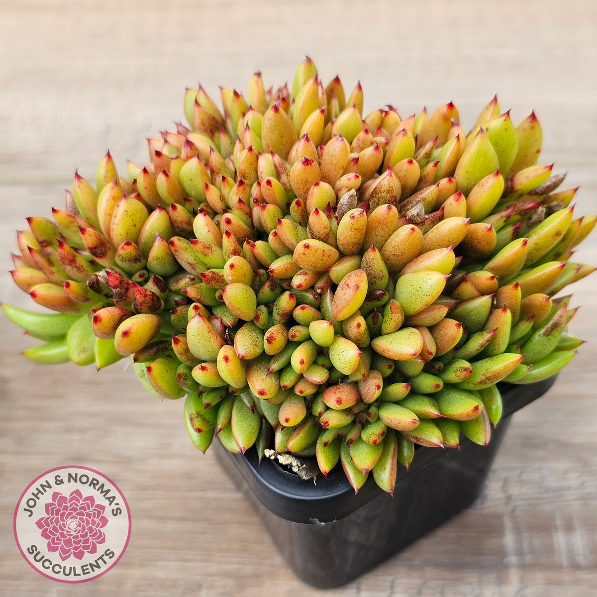 Echeveria agavoides Crest - (Lg)
