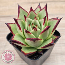 Load image into Gallery viewer, Echeveria agavoides Ebony