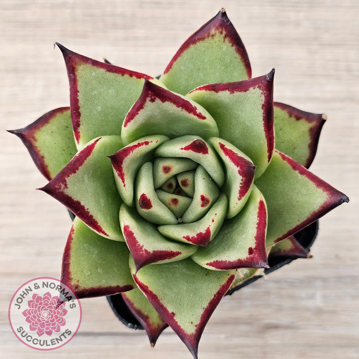 Echeveria agavoides Ebony