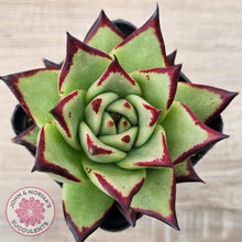 Load image into Gallery viewer, Echeveria agavoides Ebony