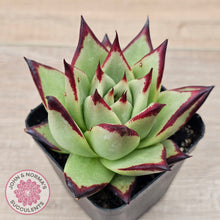 Load image into Gallery viewer, Echeveria agavoides Ebony
