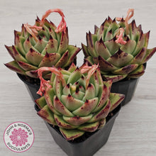 Load image into Gallery viewer, Echeveria agavoides Ebony