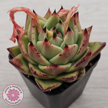 Load image into Gallery viewer, Echeveria agavoides Ebony