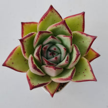 Load image into Gallery viewer, Echeveria agavoides Ebony
