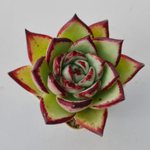 Load image into Gallery viewer, Echeveria agavoides Ebony