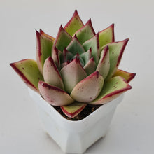 Load image into Gallery viewer, Echeveria agavoides Ebony