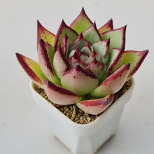 Load image into Gallery viewer, Echeveria agavoides Ebony
