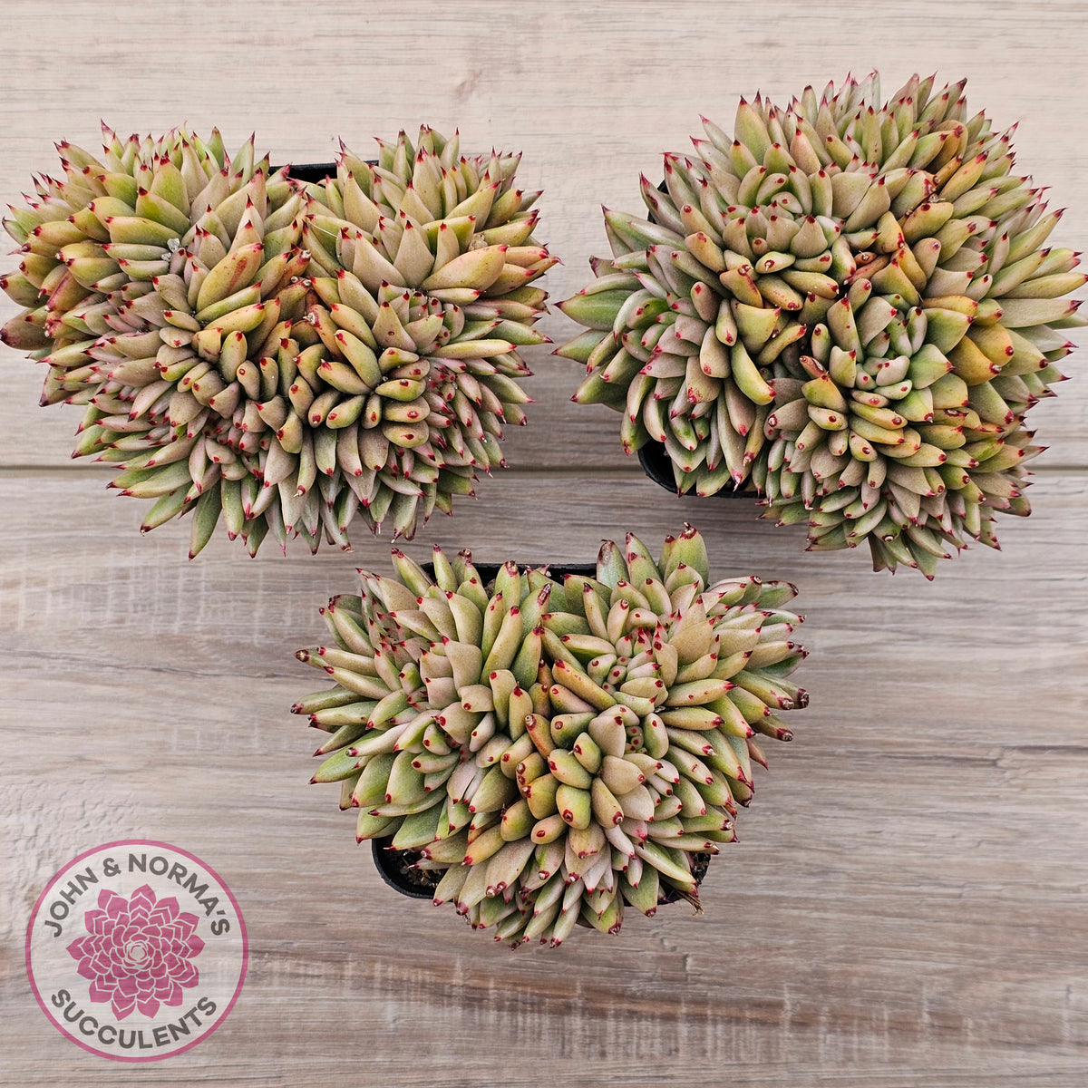Echeveria agavoides 'Elk Soul' variegated crest (lg)