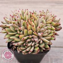 Load image into Gallery viewer, Echeveria agavoides 'Elk Soul' variegated crest (lg)