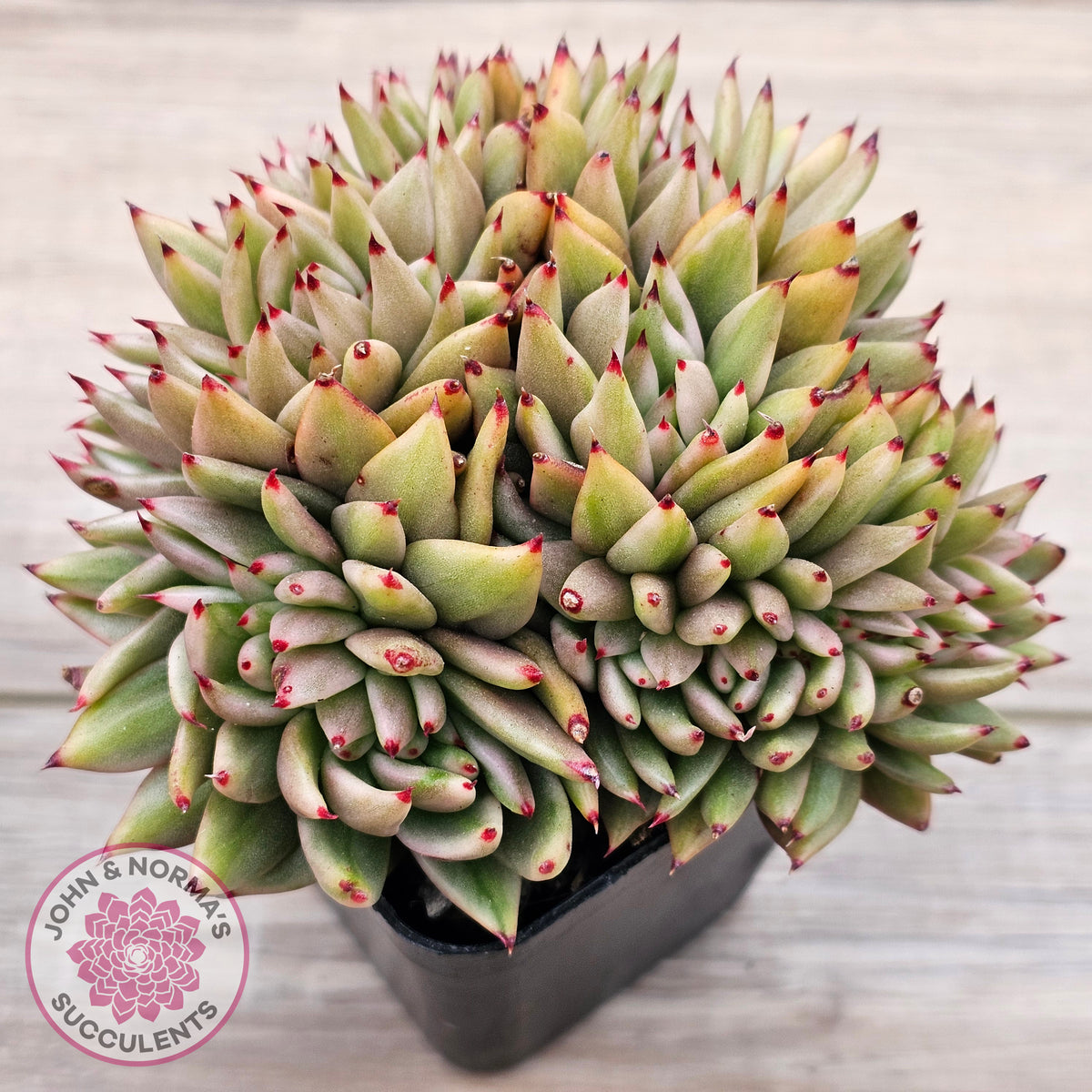Echeveria agavoides 'Elk Soul' variegated crest (lg)