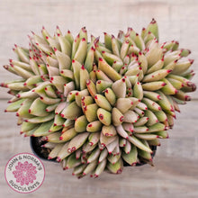 Load image into Gallery viewer, Echeveria agavoides 'Elk Soul' variegated crest (lg)