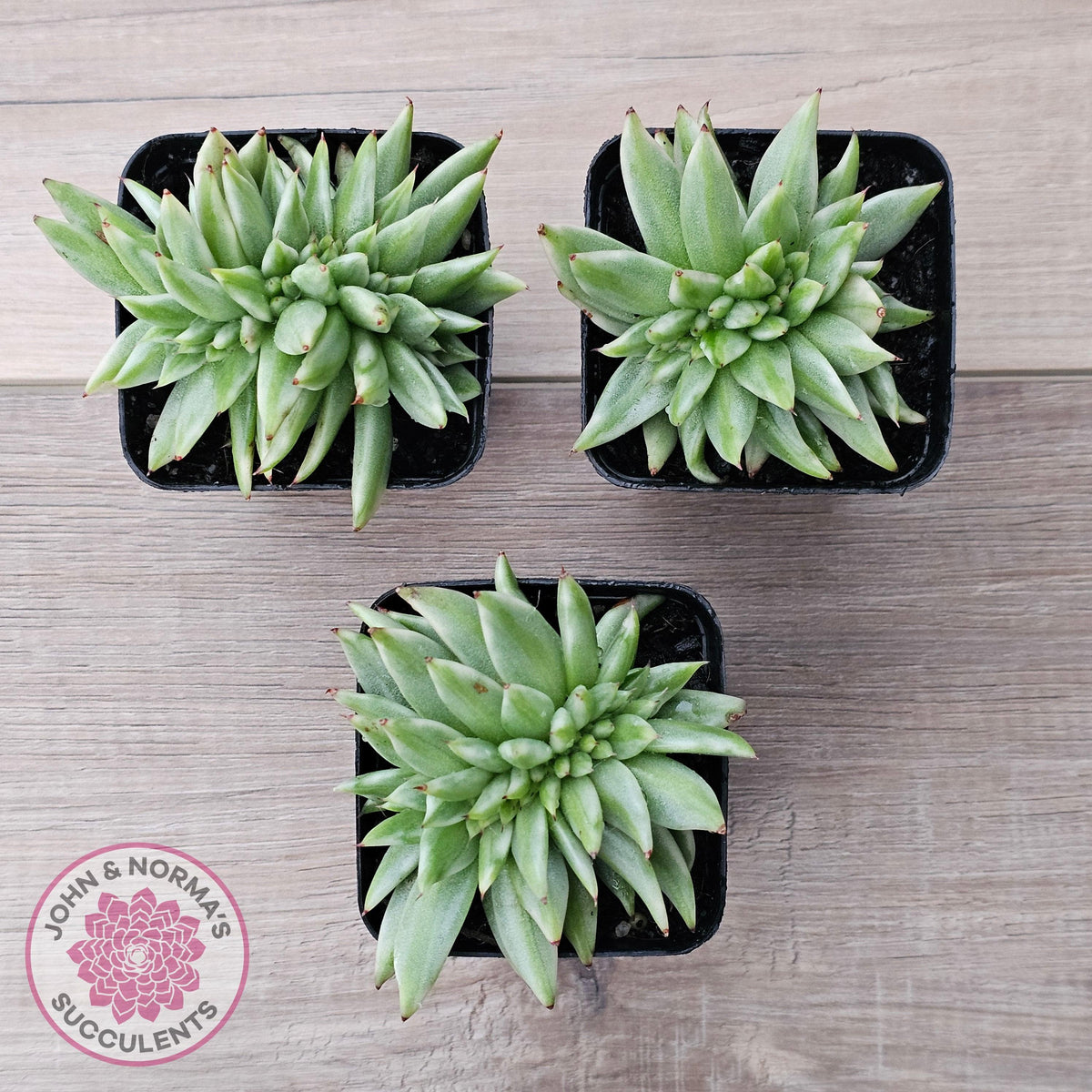 Echeveria agavoides 'Elk Soul' variegated crest (lg)