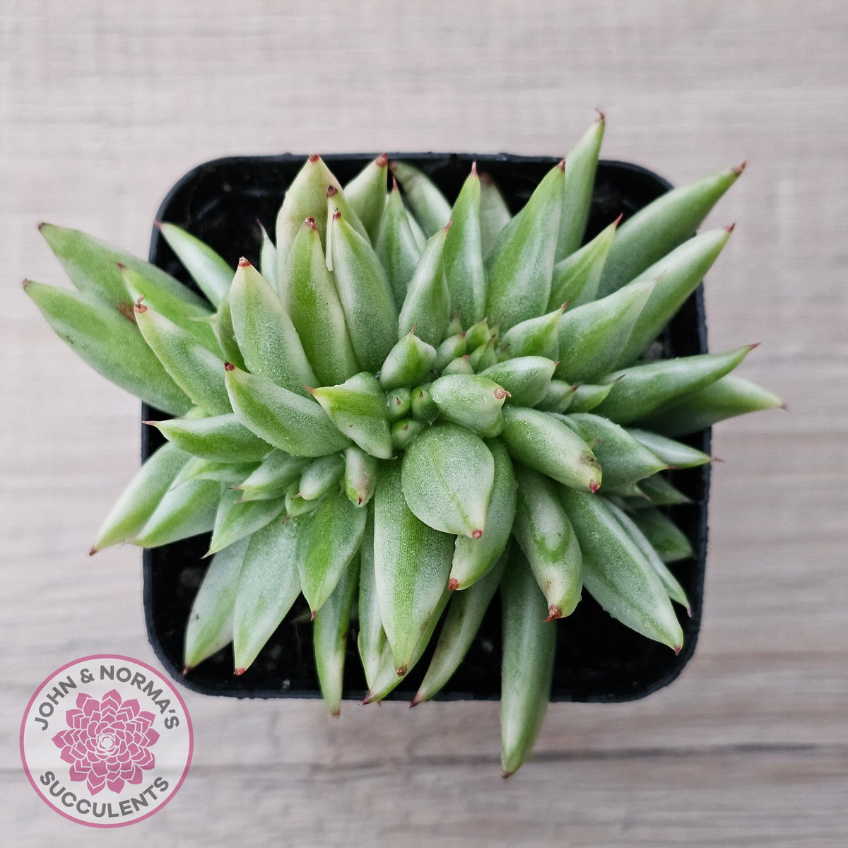 Echeveria agavoides 'Elk Soul' variegated crest (lg)
