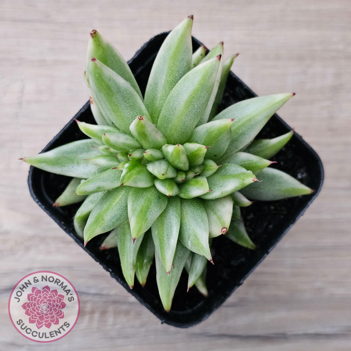 Echeveria agavoides 'Elk Soul' variegated crest (lg)