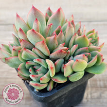 Load image into Gallery viewer, Echeveria agavoides 'Floridity'