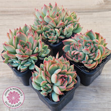 Load image into Gallery viewer, Echeveria agavoides 'Floridity'