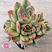 Load image into Gallery viewer, Echeveria agavoides 'Floridity'